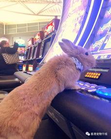 兔子爆料博主视频下载免费,免费下载视频的独家秘籍